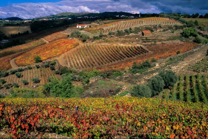 Portugal - Vineyards in Peso da Regua